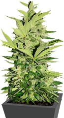 Supreme CBD Lemon OG Automatic fem (Nirvana Seeds)