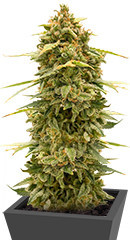 Original Auto Skunk fem (FastBuds)