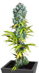 Pink Rozay fem (Original Sensible Seeds)