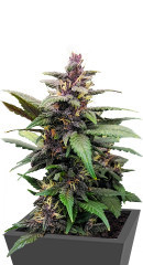 Purple Mazar Auto (Kalashnikov Seeds) семена конопли
