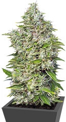 San Fernando Lemon Kush fem (Sweet Seeds)