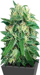 Sterling Haze (Super Silver Haze) reg (Nirvana Seeds)
