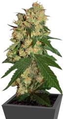 Warlock regular (Serious Seeds)