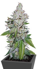 White Berry fem (VIP Seeds)