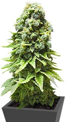 White Widow fem (GHS)