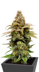 HighCloudZ fem (Green House Seeds) семена конопли