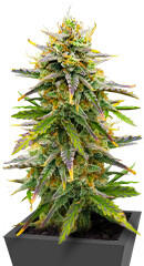 Sour Diesel Autoflower fem (Seedkeepers)