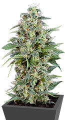 Auto Kryptonite fem (Pyramid Seeds)