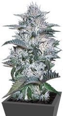 Currant Kush fem (VIP seeds)