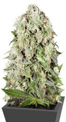 Dutch Cheese regular (Sumo Seeds)