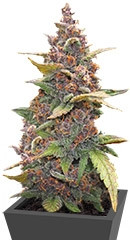 LSD-25 Auto fem (FastBuds)