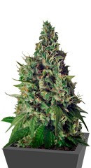 Orange Hill Special regular (Dutch Passion)