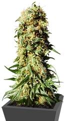 Original Berry fem (Kannabia Seeds)