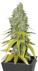 Raspberry Cough fem (Nirvana Seeds)