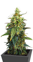 Fat Bastard Auto fem (Blimburn Seeds)