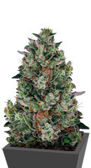 Glookies fem (Barney's Farm)