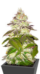 Milky Dreams fem (GHS)