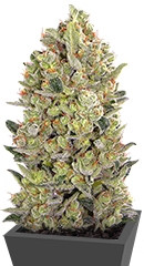 00 Cheese (00 Hashchis) fem (00 Seeds)