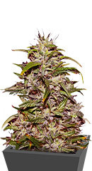Big Altai Sativa Express fem (Kalashnikov Seeds)