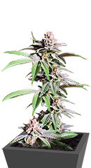 Dozy Breath fem (AlphaFem Seeds)