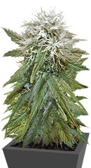 Misty Kush fem (Nirvana Seeds)