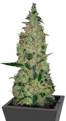 Special Skunk fem (Bulk Seed Bank)