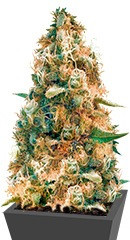 Cheesy Mist Tree (Wheelchair Cheese) fem (KFC Seeds)