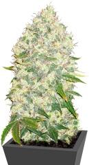 White Widow fem (Bulk Seed Bank)