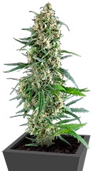 Amnesia Gold fem (Pyramid Seeds)