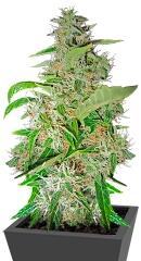 Big Bud fem (Sensi Seeds)