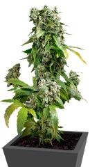 Blue Cheese Autoflowering fem (Dinafem Seeds)