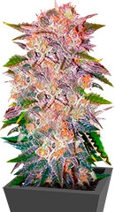 Caramelo fem (Delicious Seeds) семена конопли