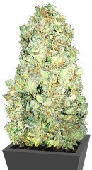 Cold Thunder fem (Sumo Seeds)