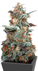 Devil Cream Auto fem (Sweet Seeds)