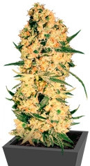 Jamaican Dream fem (Eva Seeds)
