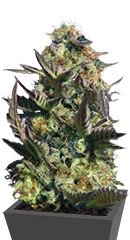 Karamelo (Kreamy Karamel) fem (Kannabia Seeds)