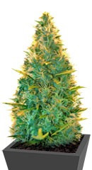 Lowryder Auto regular (Doctor’s Choiсe)