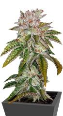 MK Ultra Kush fem (TH Seeds)