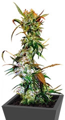VIP Haze fem (VIP seeds)
