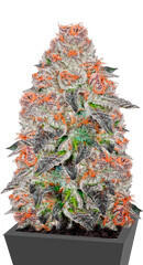 Anesia Scout Cookies fem (Anesia Seeds)