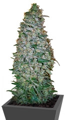 California Dream fem (Mandala Seeds)