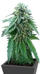 Early Skunk regular (Sensi Seeds)