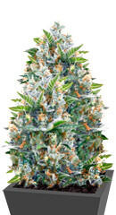 Iceberg fem (Anesia Seeds)