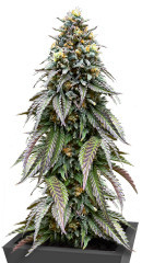 Lemonpaya fem (FastBuds) семена конопли