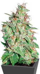 Mazar X White Rhino fem (World of Seeds)