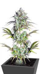 Original Big Bud Auto fem (FastBuds)