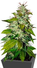 Snow Fruit fem (Sweet Seeds)