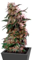 Super Haze regular (Dutch Passion)