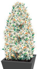 Supreme Lemon fem (Vision Seeds)