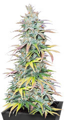 Apple Betty fem (Herbies Seeds) семена конопли